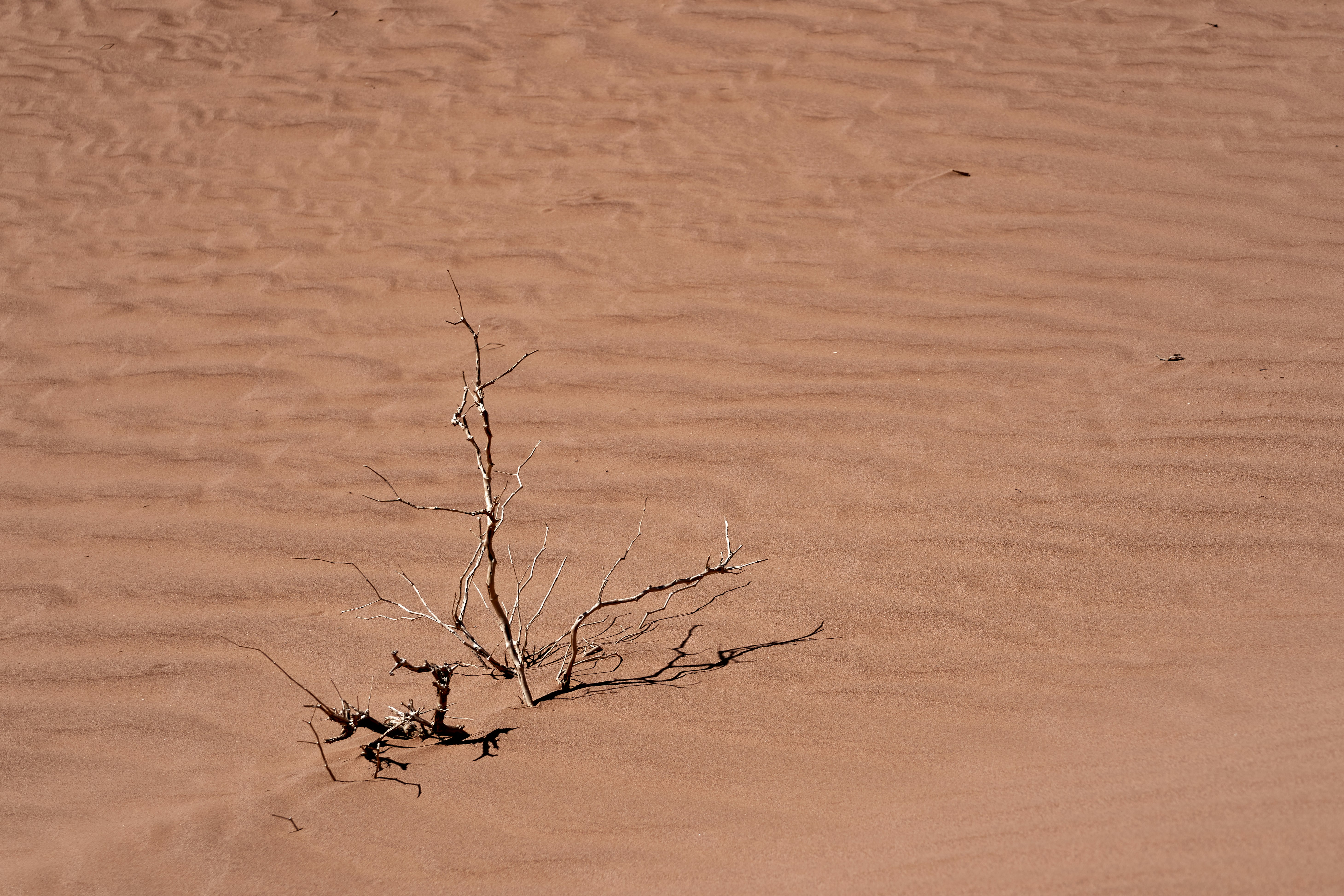 bare tree in sand dunes during daytime